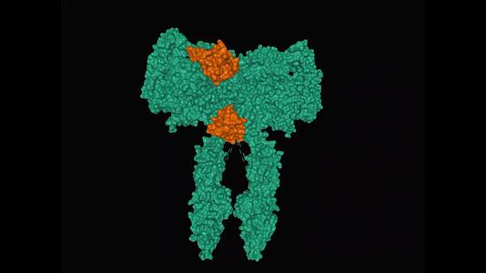 胰岛素分子(棕色)结合全长胰岛素受体(绿色)结构视频的预览图