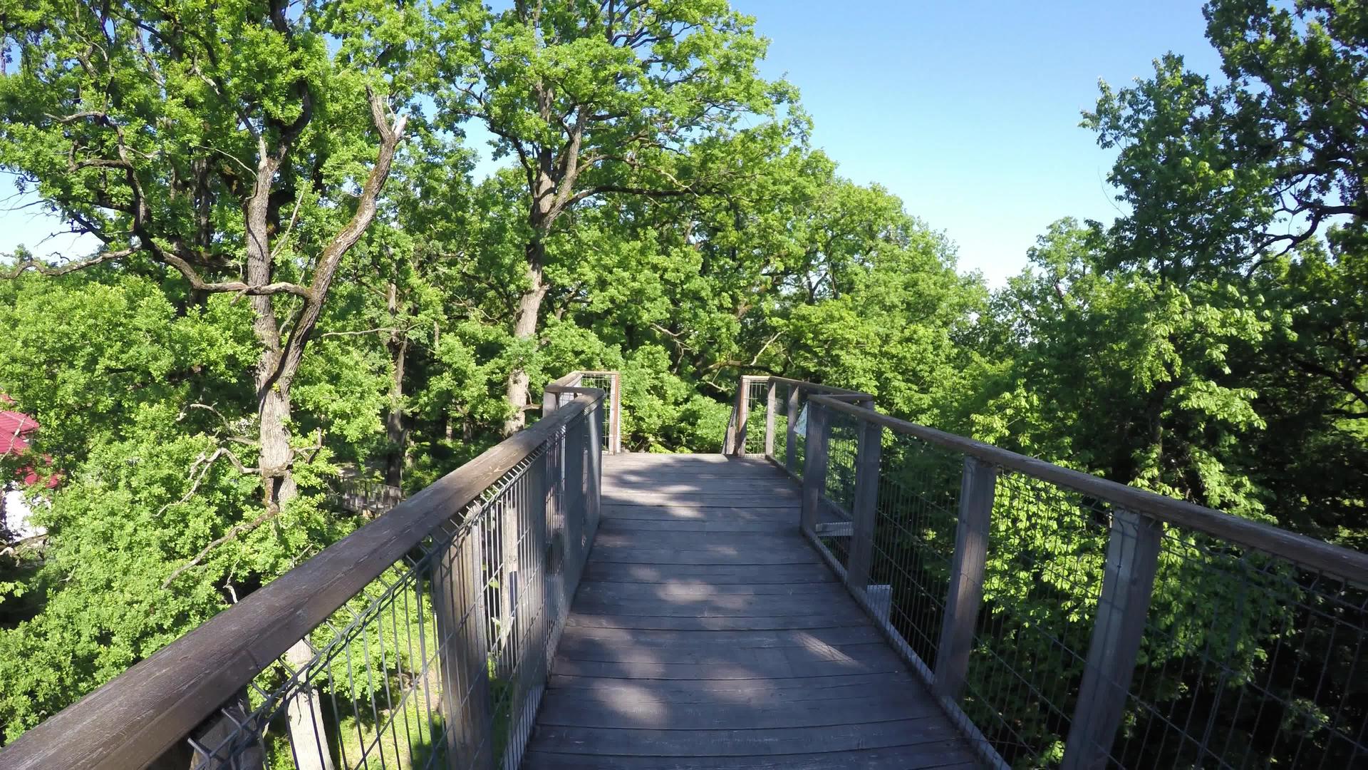 悬挂的桥梁是为了欣赏公园的生物多样性视频的预览图