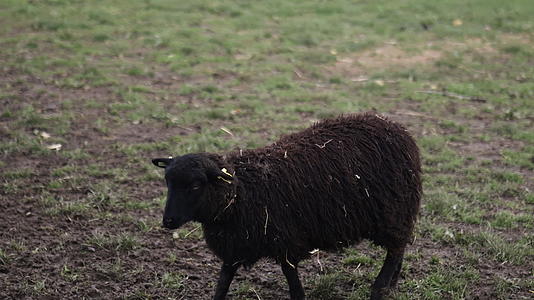黑羊在草地和土壤露天的田野里快乐地行走视频的预览图