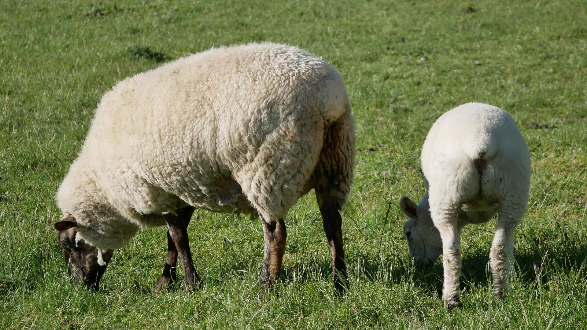 一只羔羊跟在母亲的背上视频的预览图