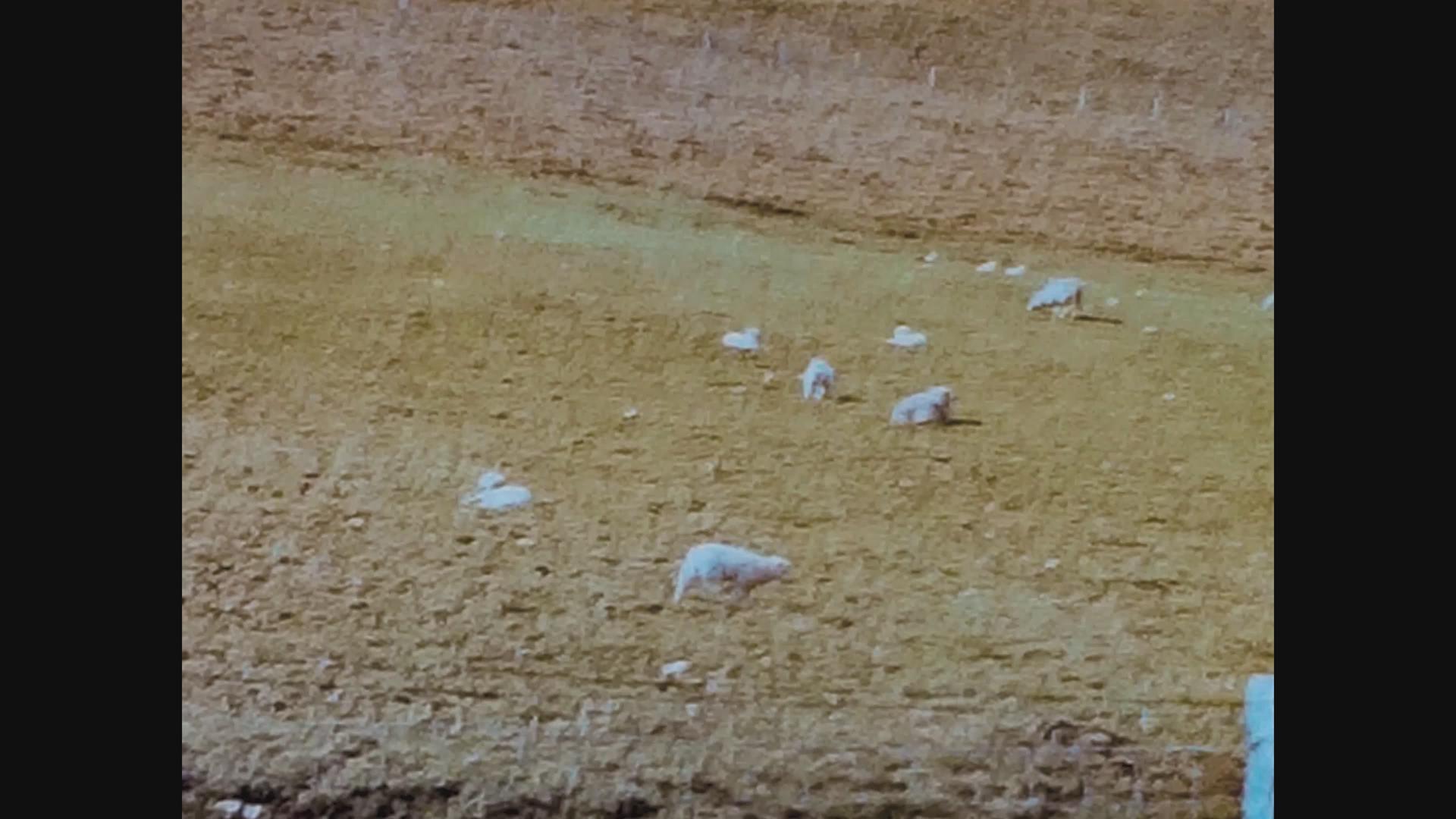 1967年统一王国牧羊统一视频的预览图