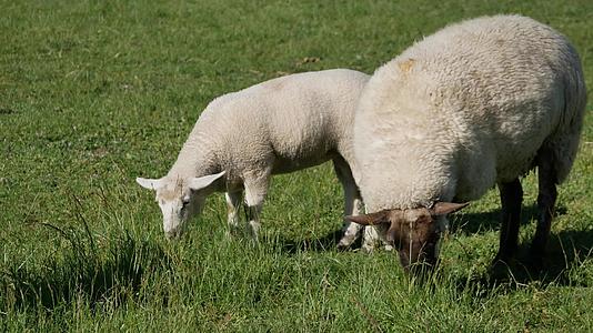 牧羊人在绿野吃草视频的预览图