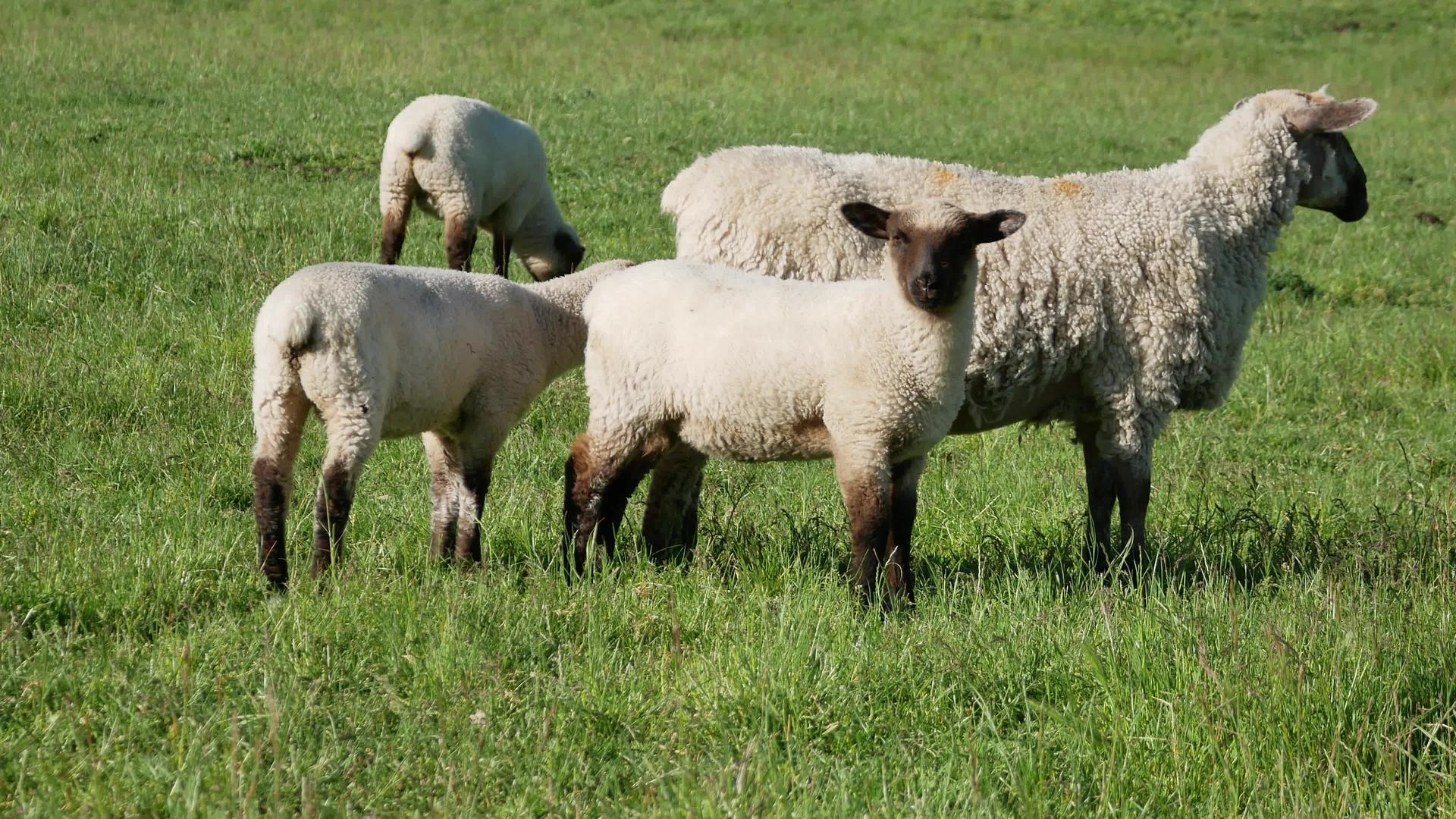 羊羔吃草看镜头视频的预览图
