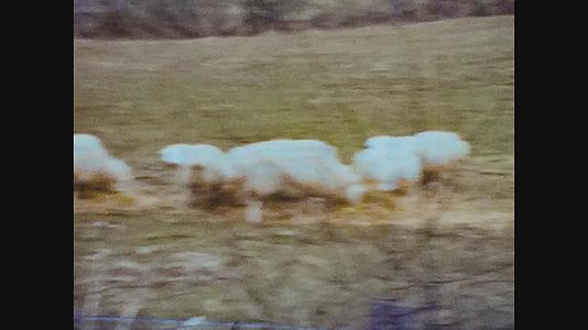 1970年联合王国牧羊人视频的预览图
