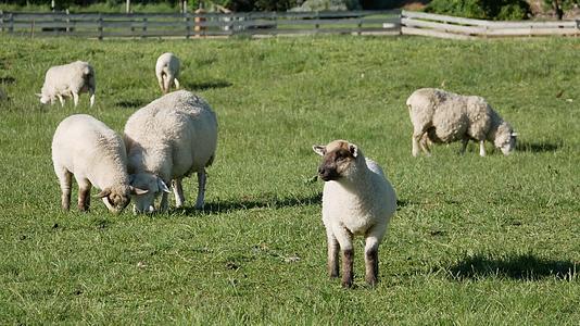 羊在绿地上吃草羊站着不动视频的预览图