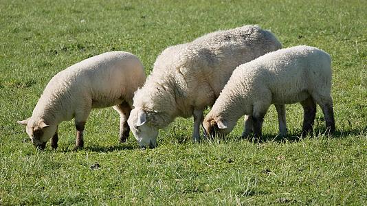 三只牧羊在田里吃草视频的预览图