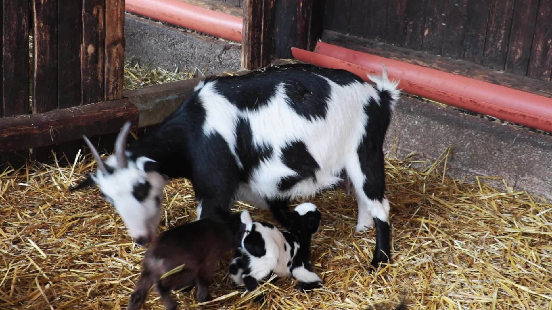 婴儿羊从母亲那里喝牛奶视频的预览图