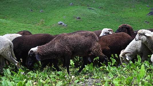 牧羊人在马那利草原上行走和放牧这是因地迪亚的hemachal视频的预览图