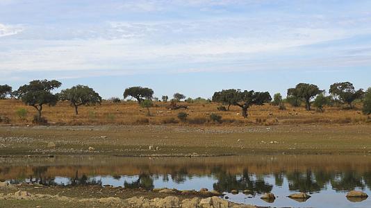 Alentejo干燥地面上的绵羊有大坝湖水库和大坝湖水库Teena视频的预览图