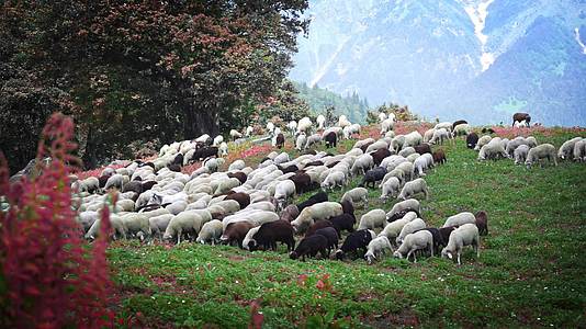 羊群下山在马那利的绿草上觅食因为迪亚的hemachal视频的预览图