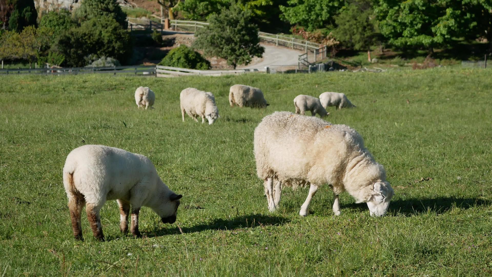 一群羊在瓦纳卡镇绿地吃草视频的预览图