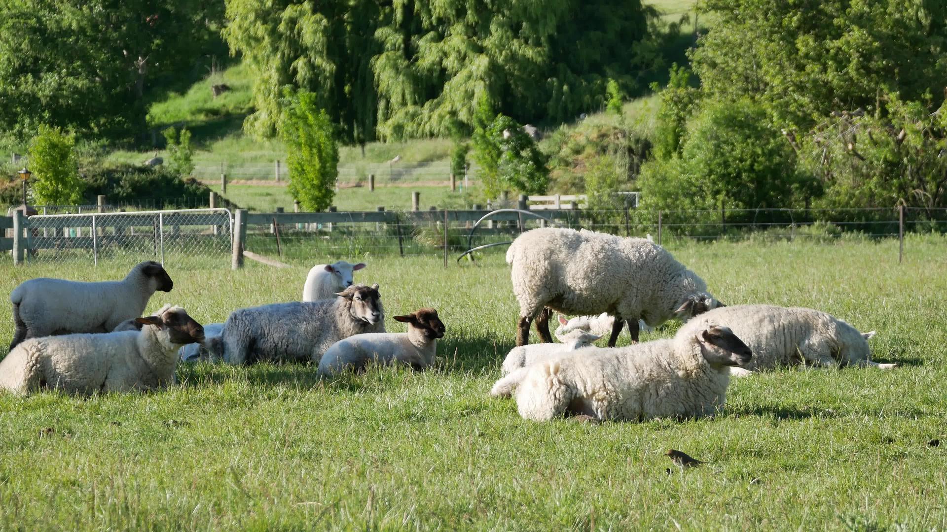 牧草和一群羊休息视频的预览图