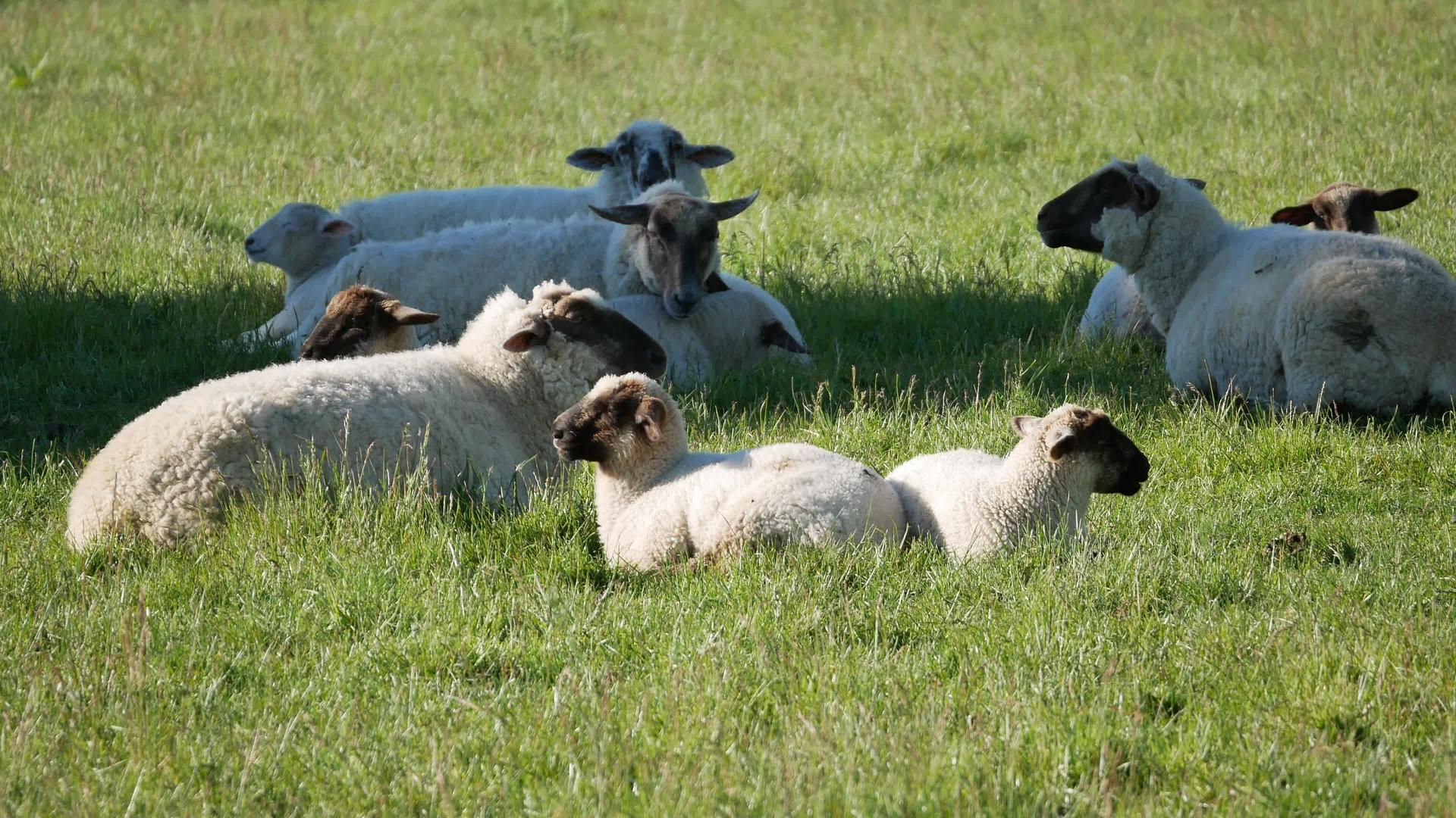 一群羊在树荫下安息视频的预览图