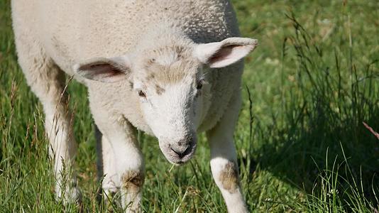 在田间吃草的婴儿羔羊视频的预览图