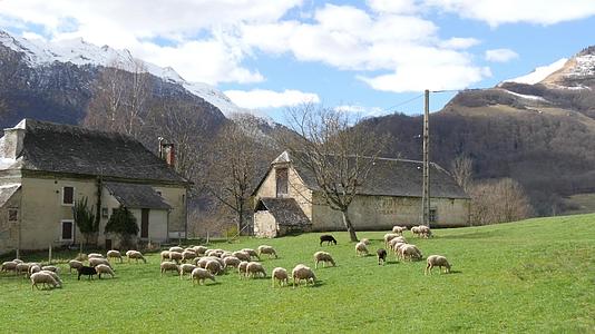 比利牛人在草原上的羊群背景视频的预览图