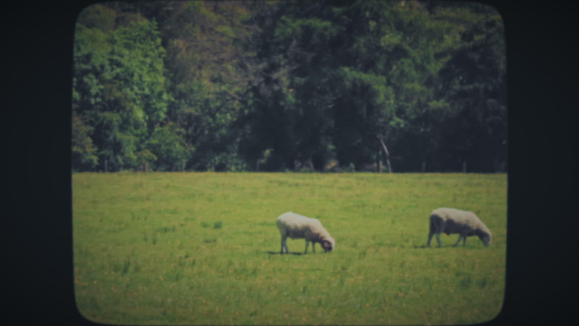 在绿草地上放羊视频的预览图