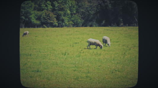 牧羊人在绿草地上吃草视频的预览图