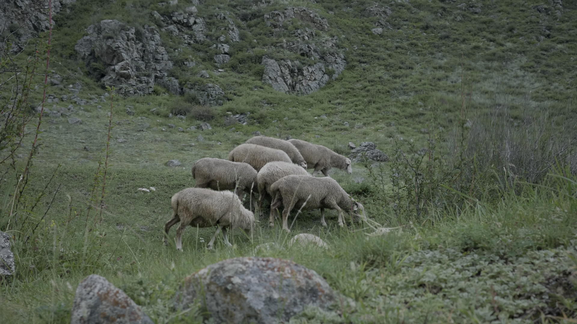 绵羊在田间行走视频的预览图