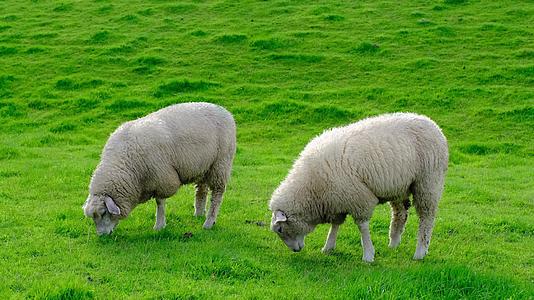 在阳光明媚的夏天在绿色的草原上牧羊视频的预览图
