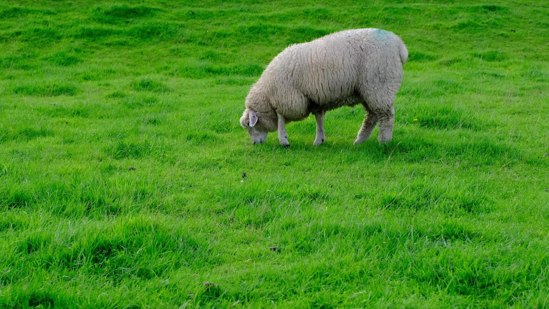 在阳光明媚的夏天在绿色的草原上牧羊视频的预览图