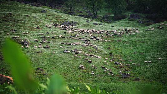 羊群在马那利的草原上放牧hemachal视频的预览图