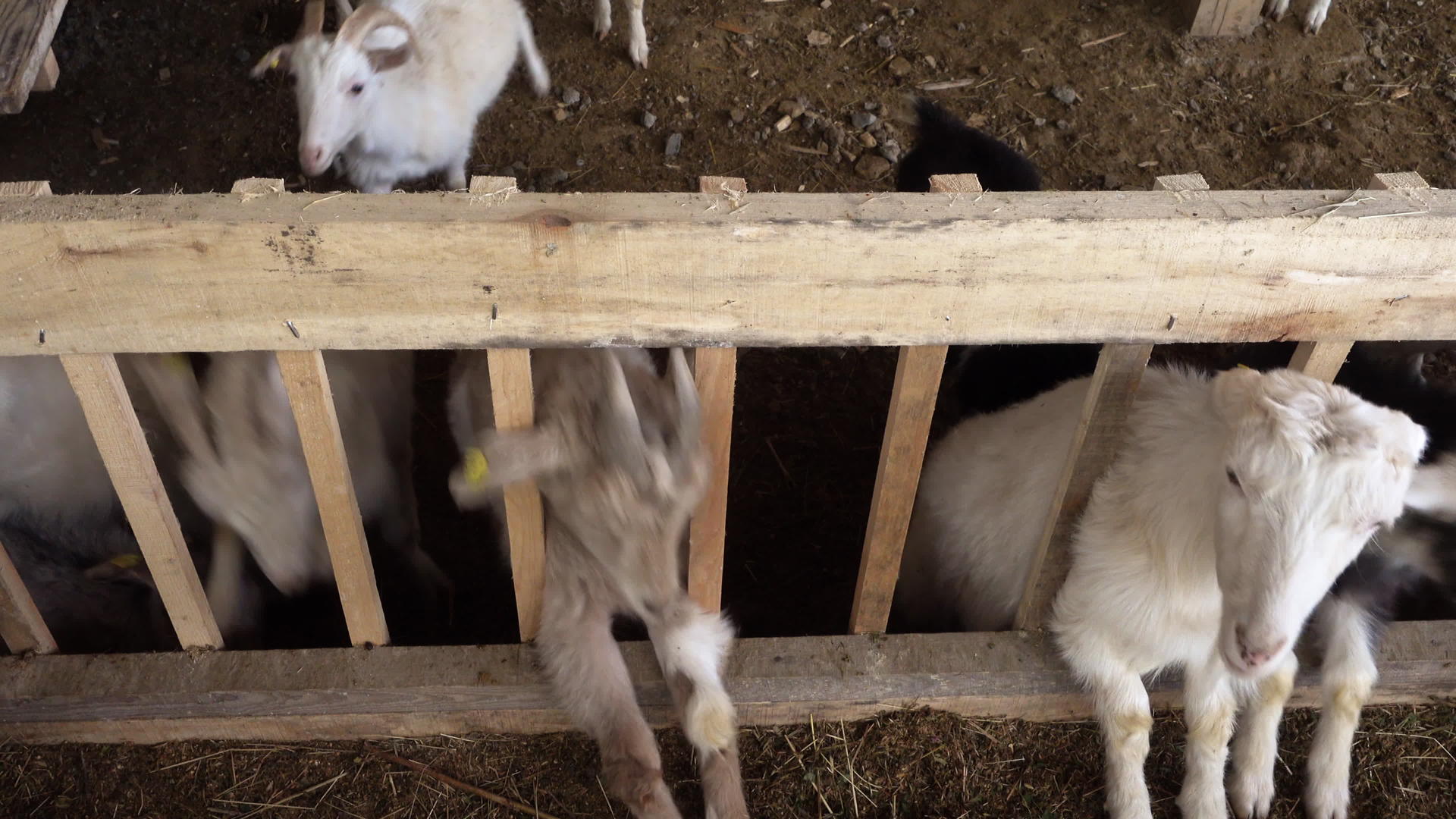 农场里的年轻山羊视频的预览图