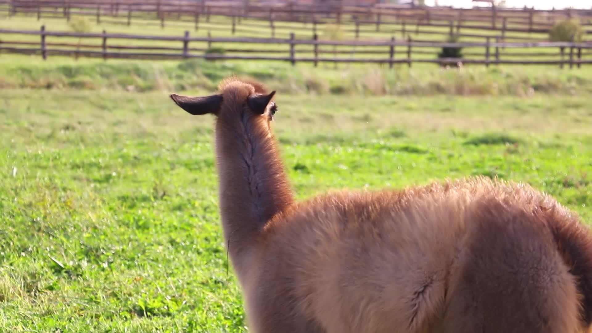漂亮的毛绒骆驼吃绿草视频的预览图