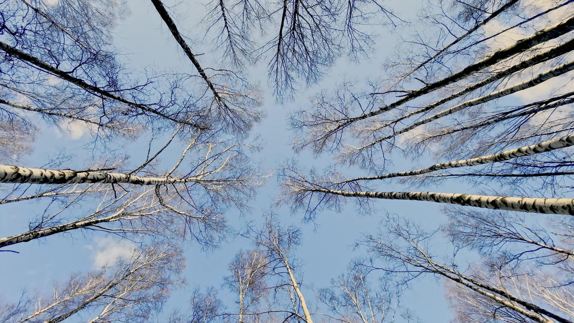 冬季公园蓝天黑色树干树木顶部宽透镜等优质优质视频的预览图