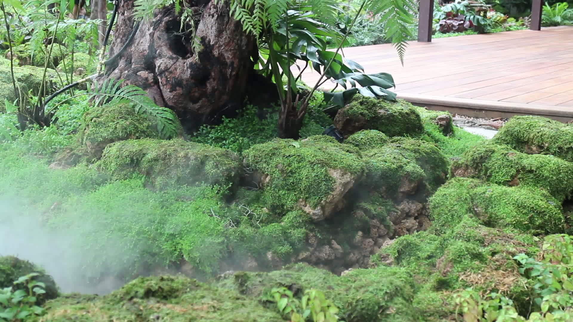 热带花园的蒸汽试验视频的预览图
