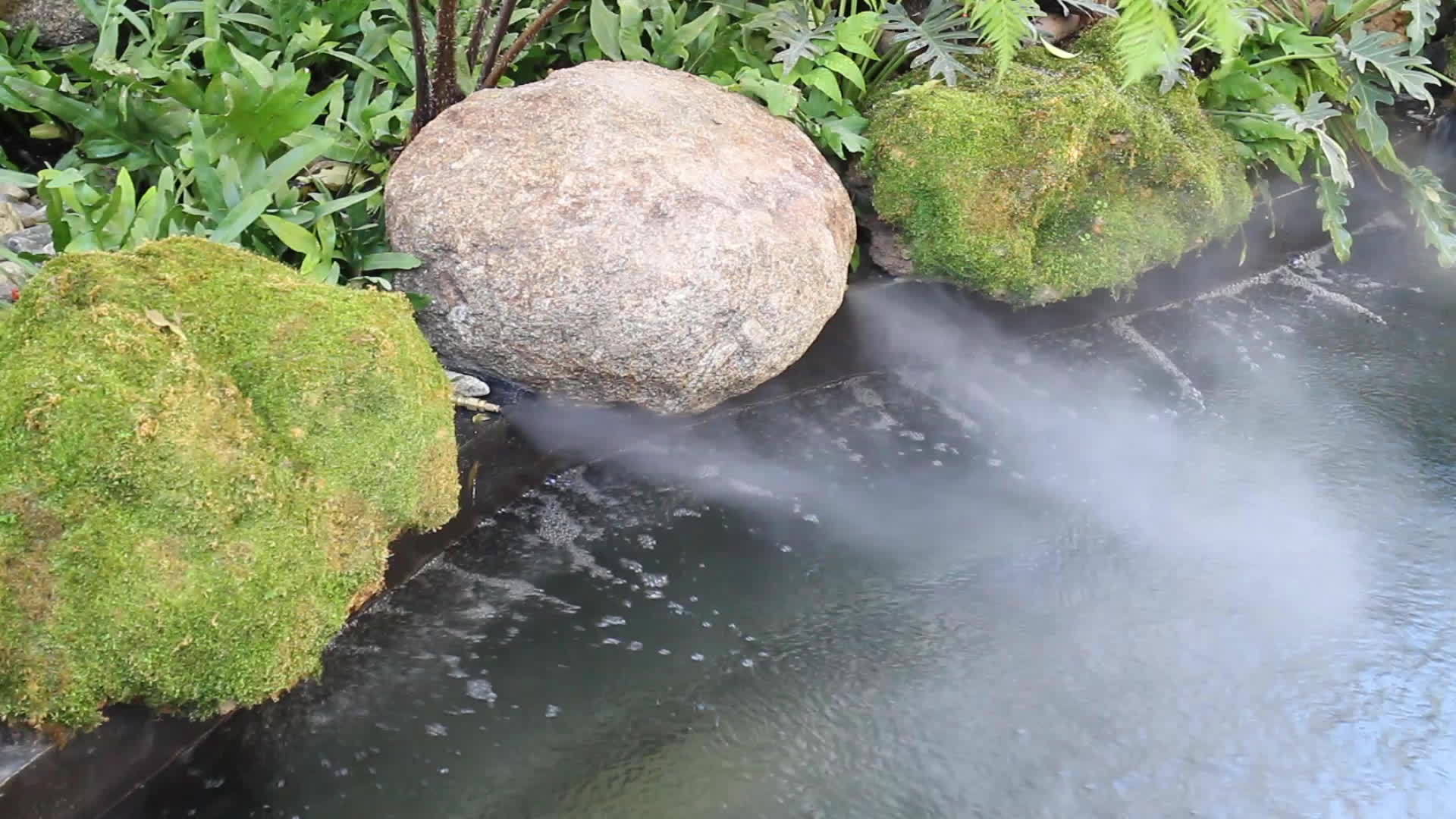 热带绿叶花园的雾视频的预览图