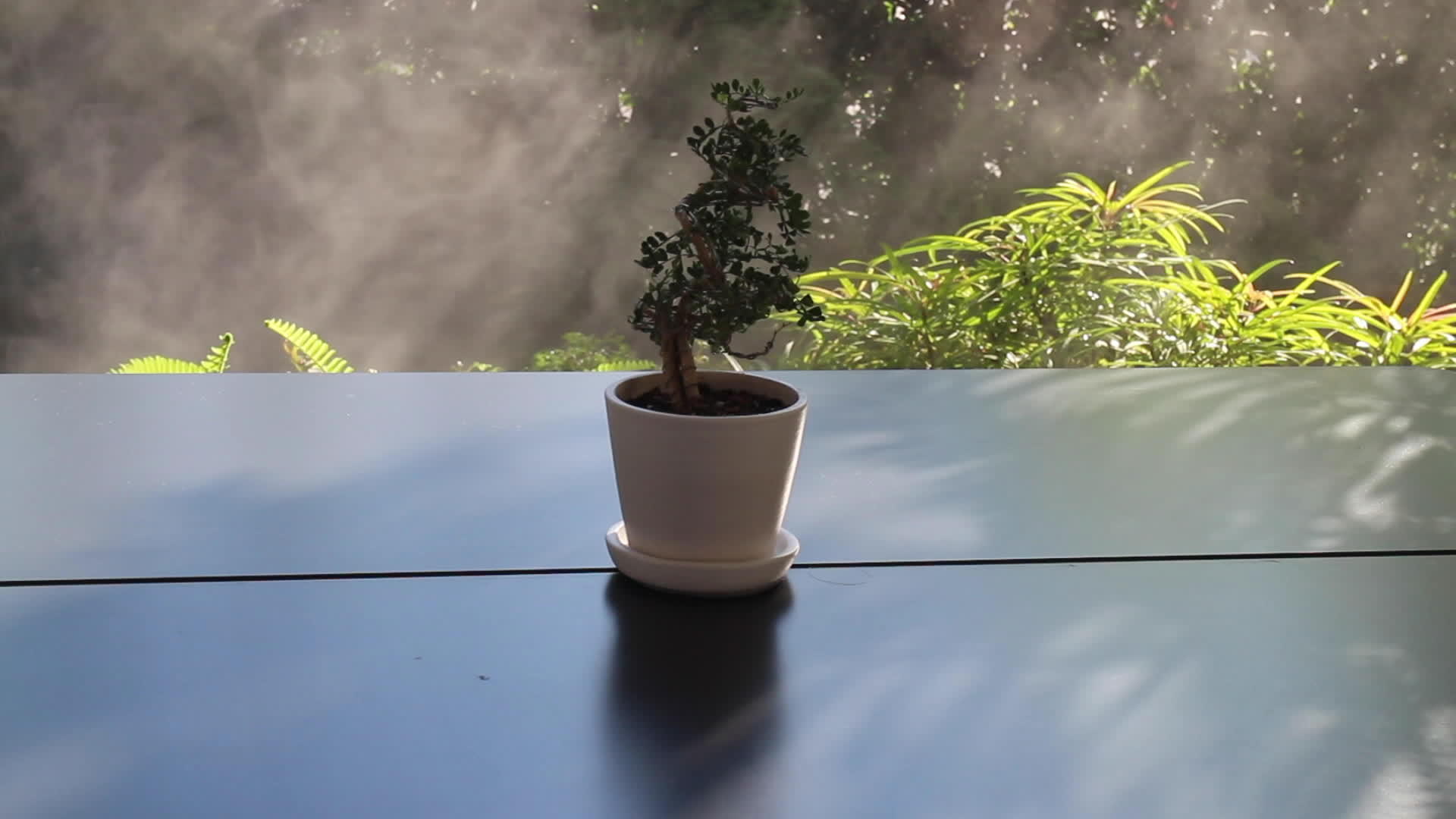清晨花园的阳光雾和蒸汽视频的预览图