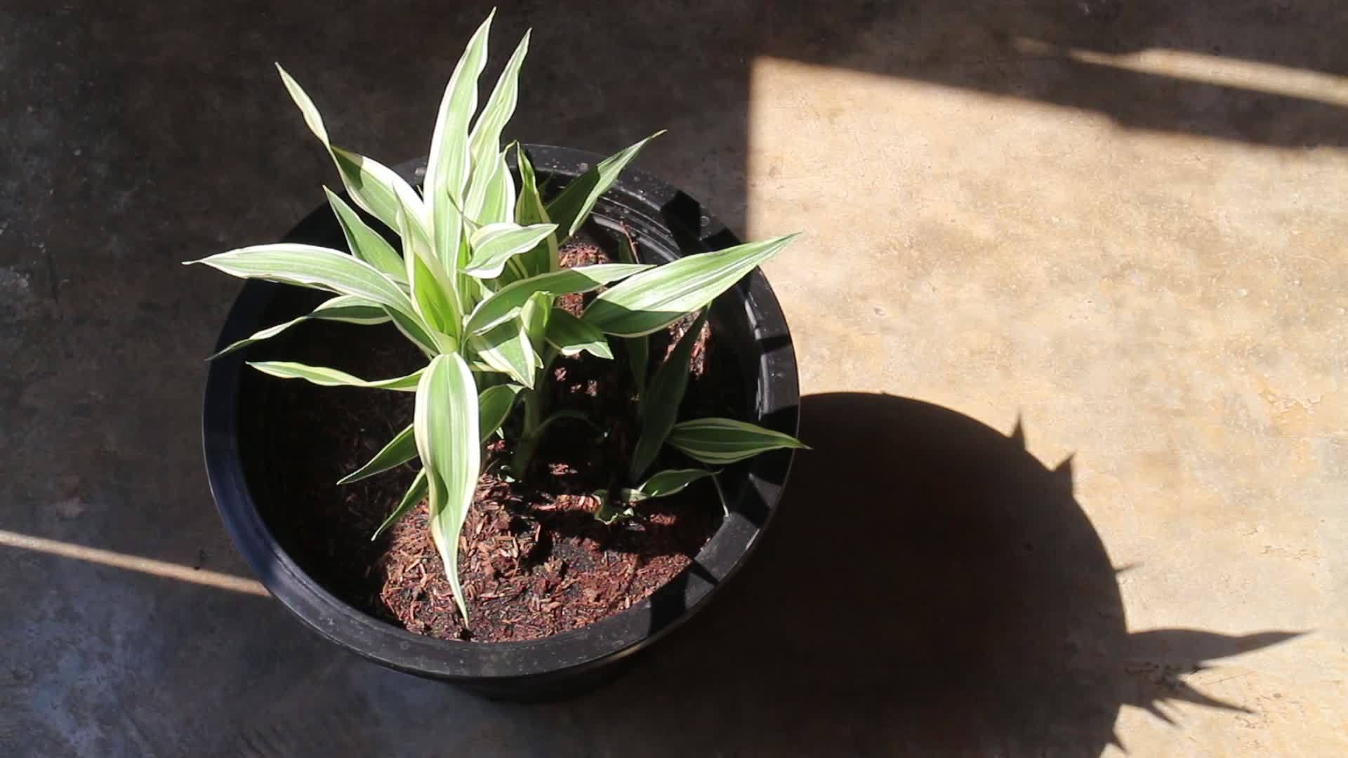 室内小绿叶植物视频的预览图