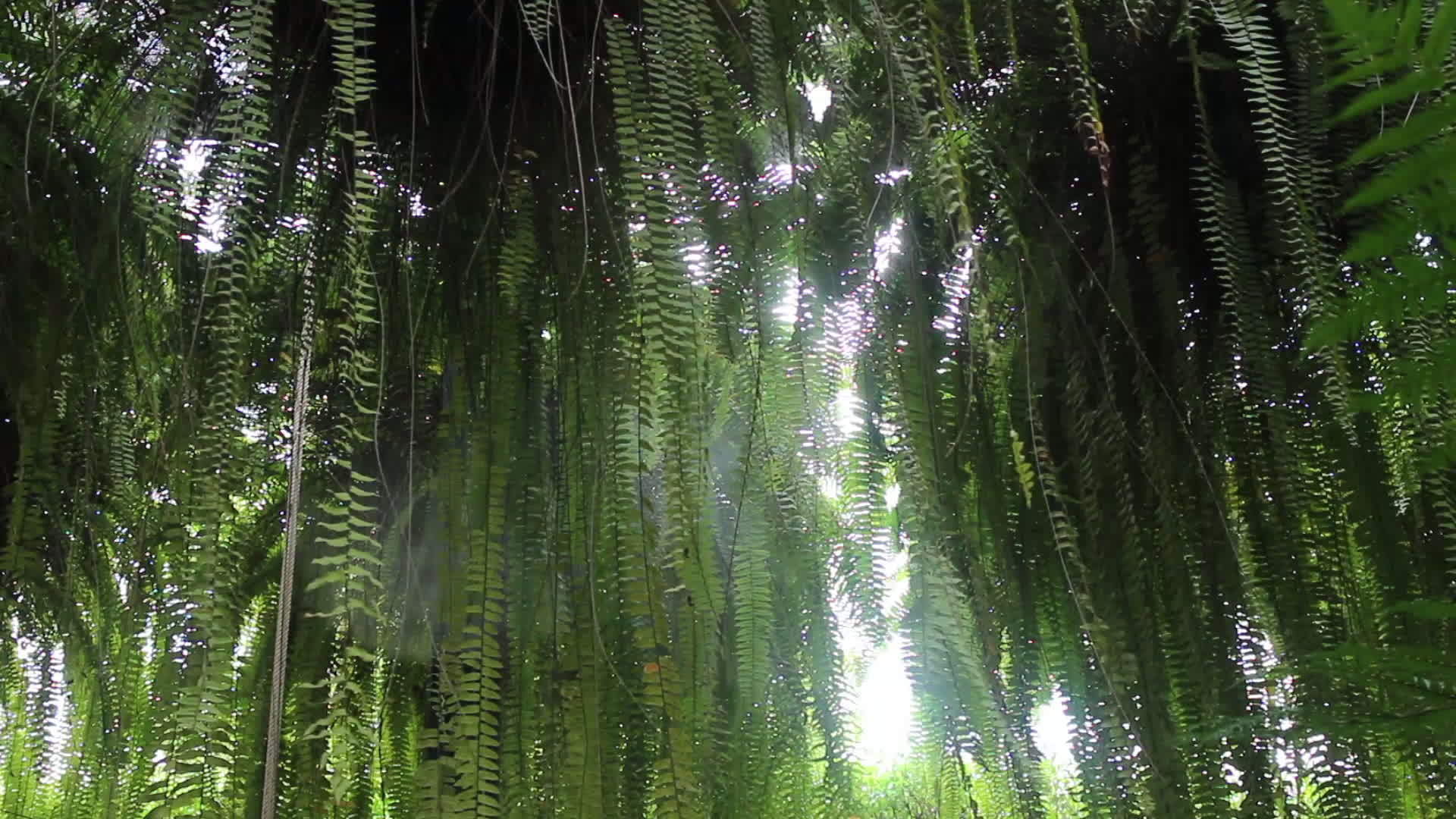 热带花园里的绿叶视频的预览图