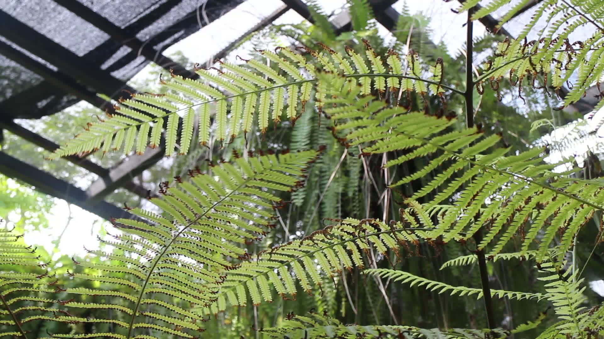 热带花园里的绿叶视频的预览图