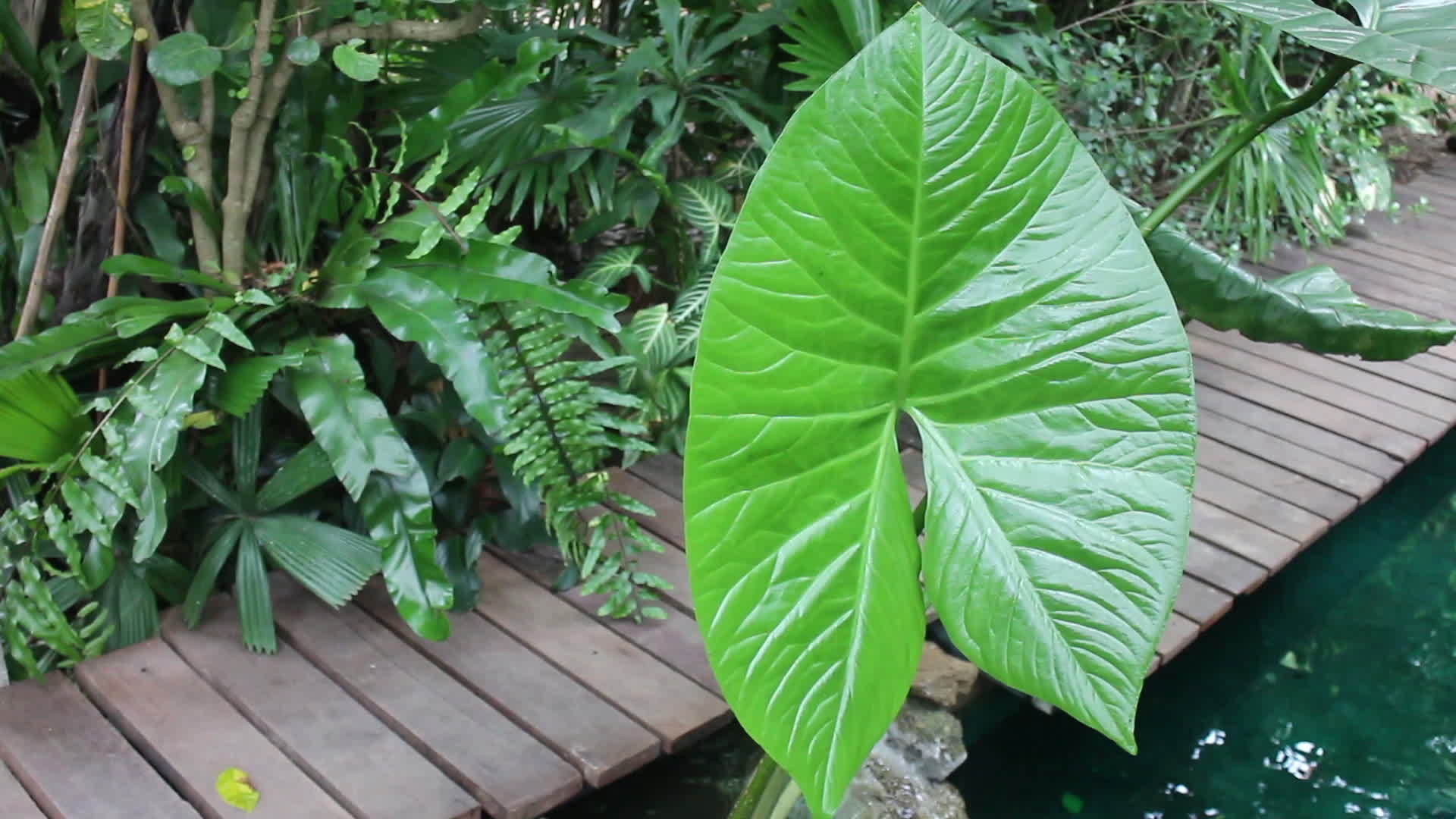 装饰在花园里的绿叶植物视频的预览图