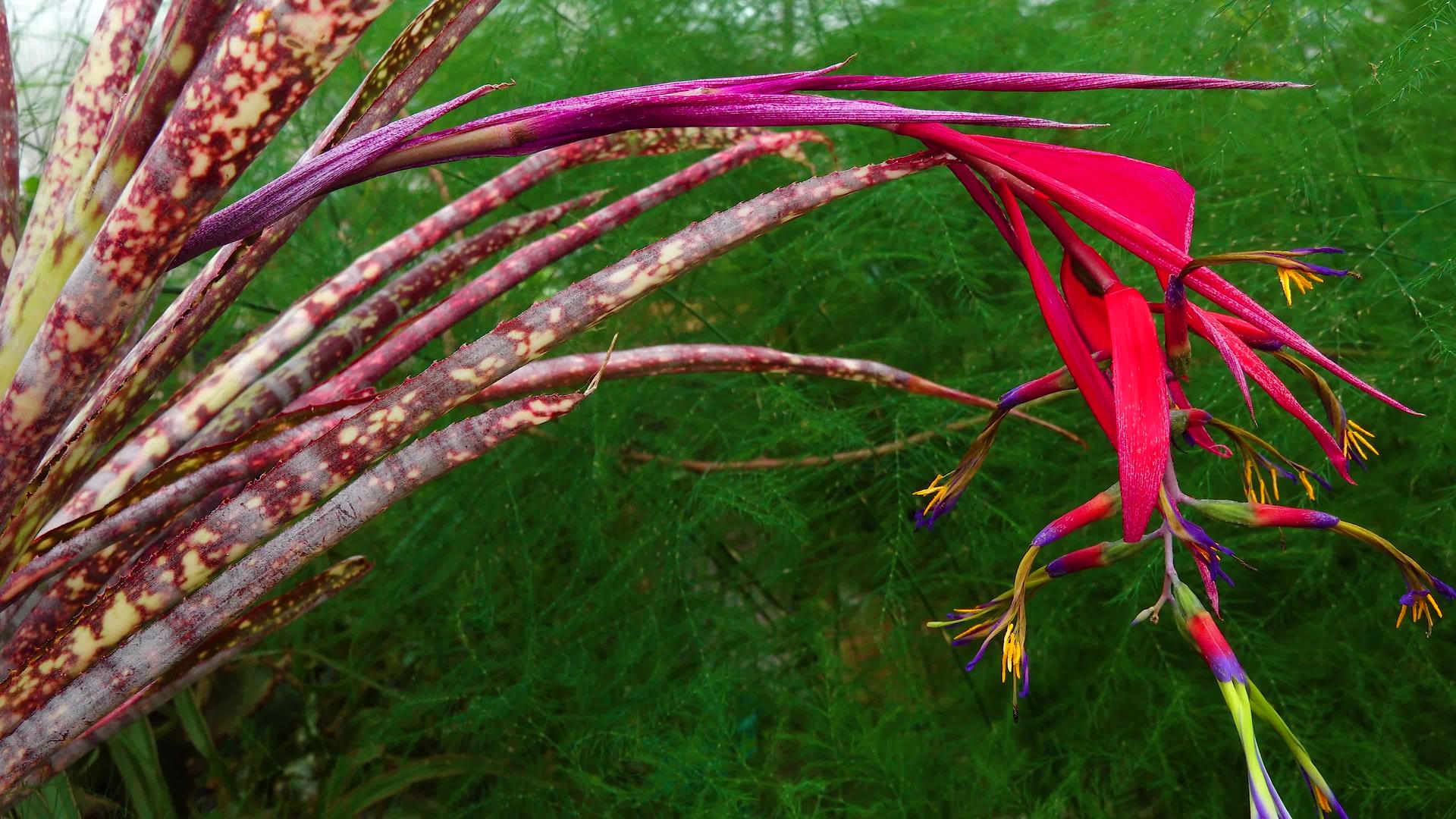 热带植物Billbergiasaundersii在视频的预览图