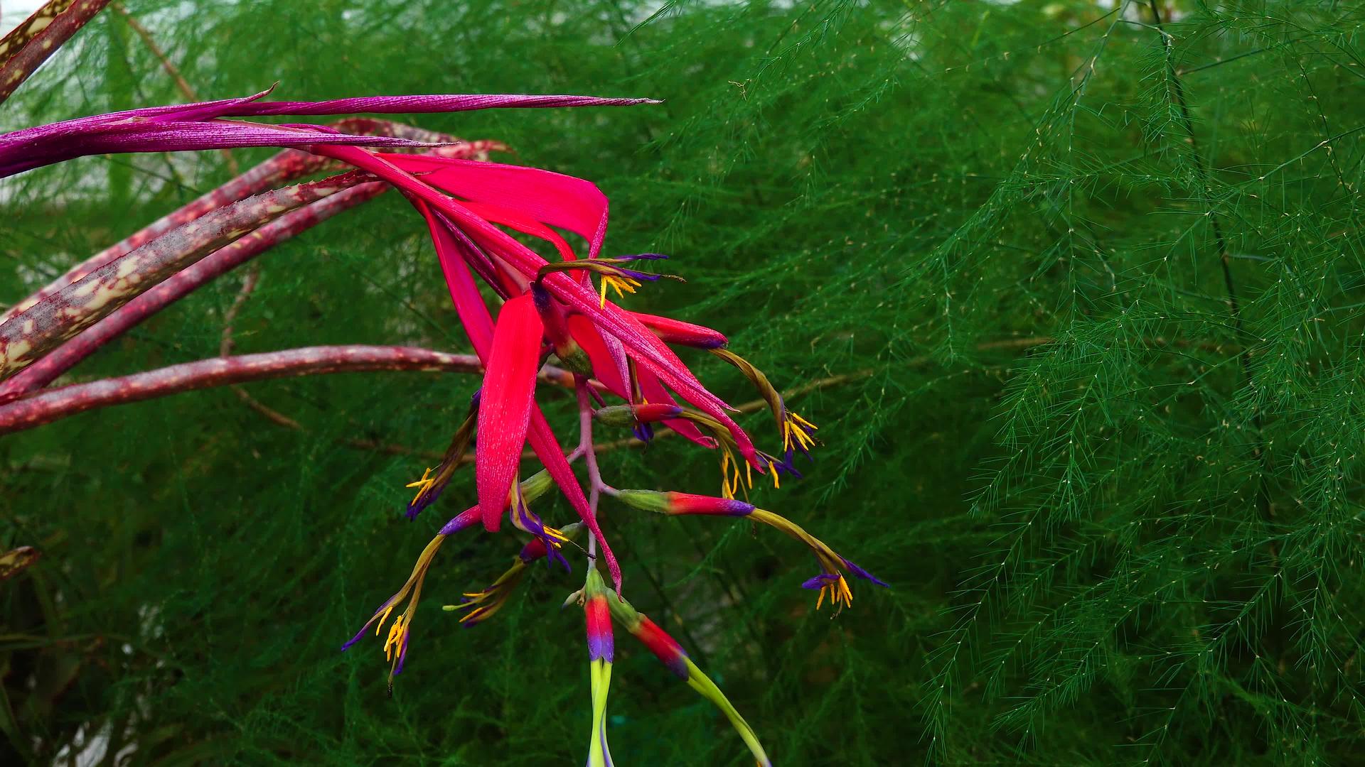 热带植物Billbergiasaundersii在视频的预览图