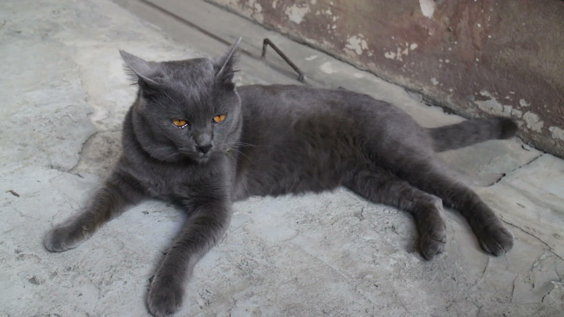 美人猫在家里的停车场冷却视频的预览图