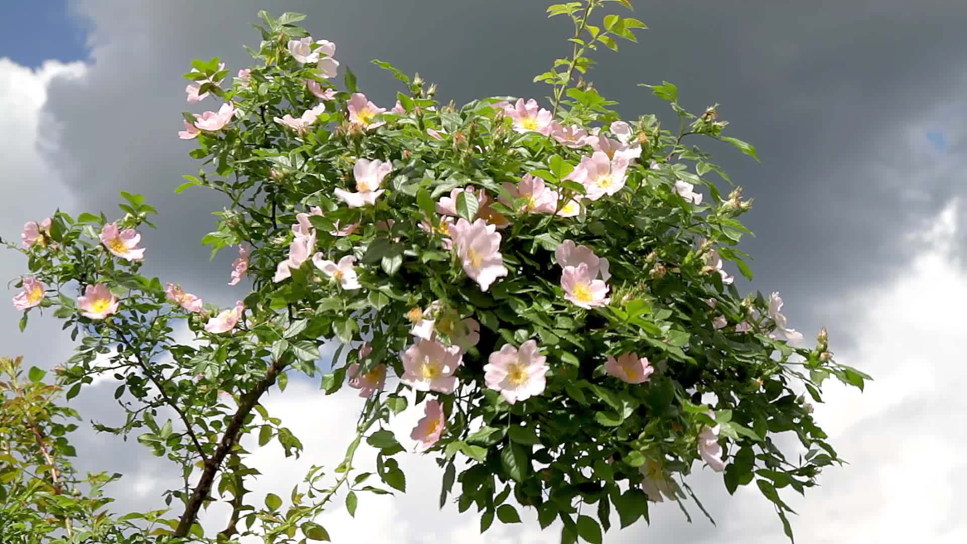 美丽的野玫瑰灌木狗玫瑰罗萨尼娜视频的预览图