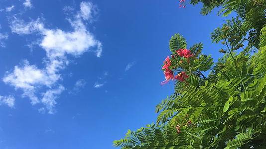美丽的花朵在蓝天中开花视频的预览图