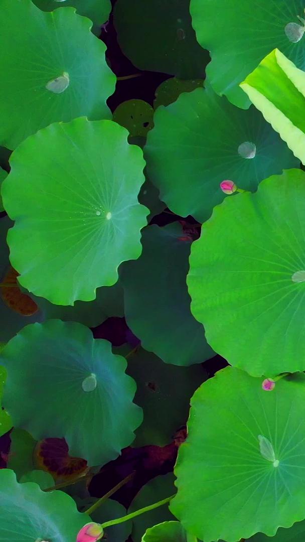 洪湖荷花池池塘垂直航拍视频的预览图