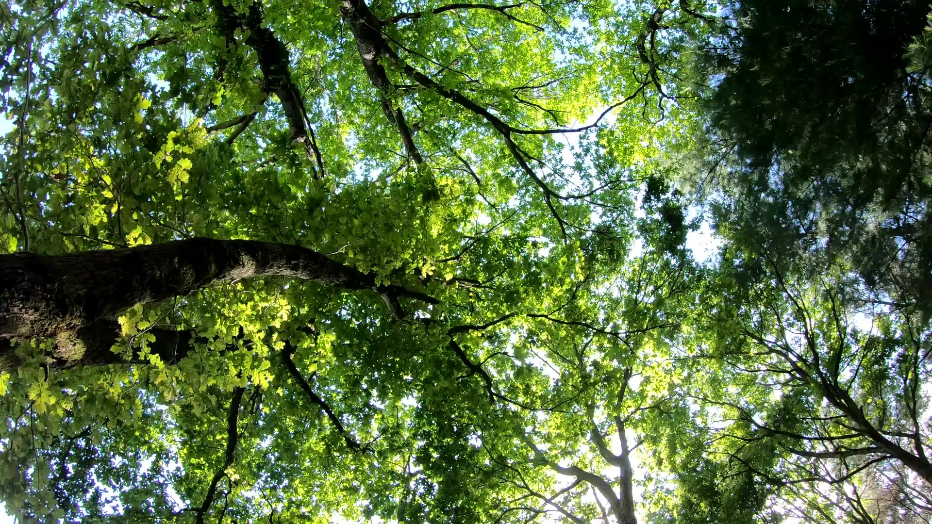 在森林里仰望树木的顶部阳光通过树叶照亮树叶视频的预览图
