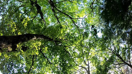 在森林里仰望树木的顶部阳光通过树叶照亮树叶视频的预览图