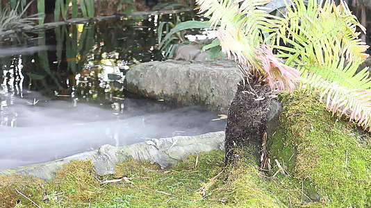 小溪在绿色的花园里视频的预览图
