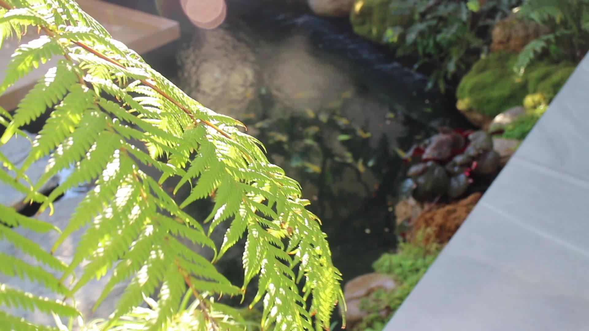 流动池在室外花园视频的预览图
