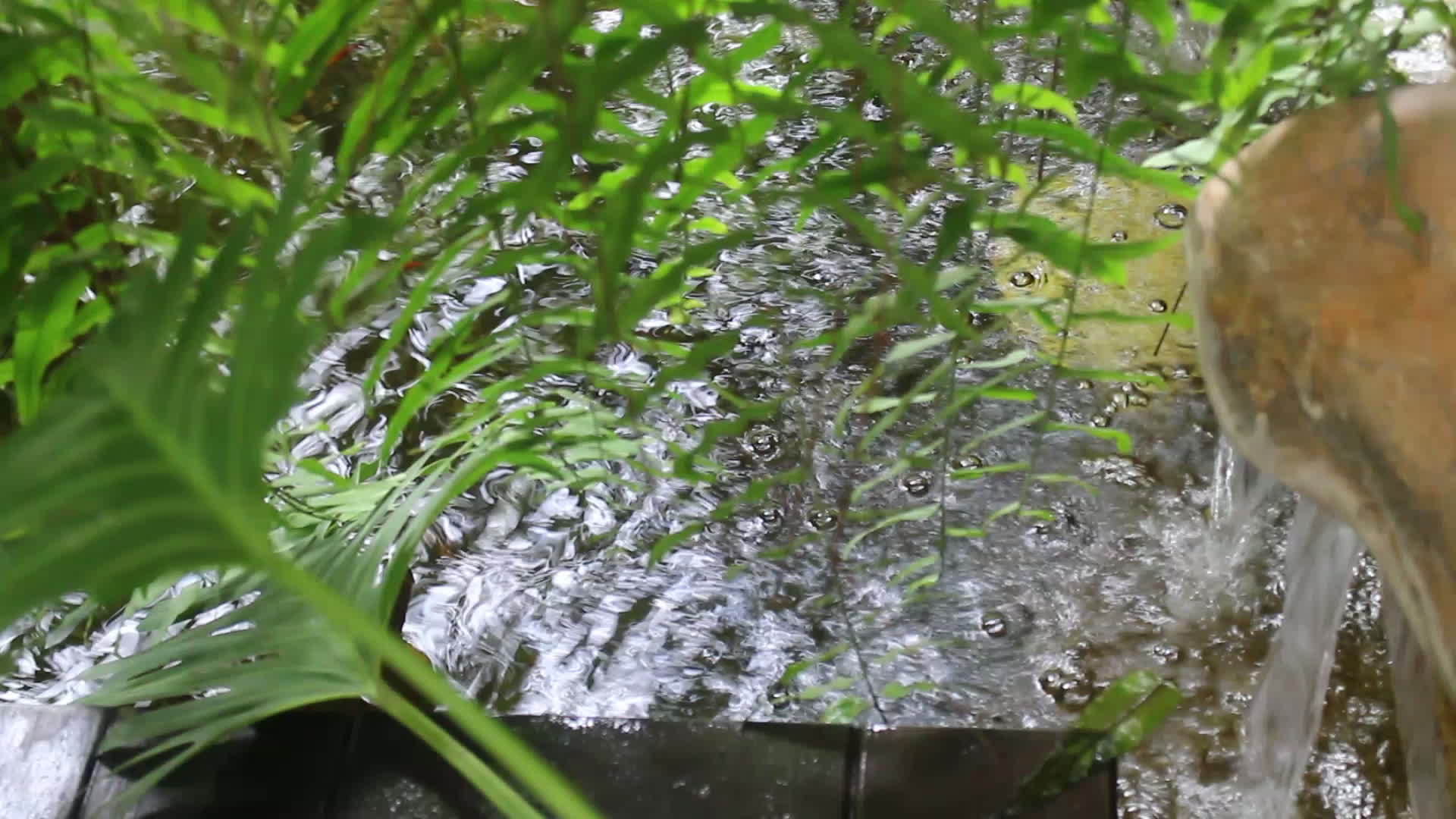 热带热带绿色花园视频的预览图