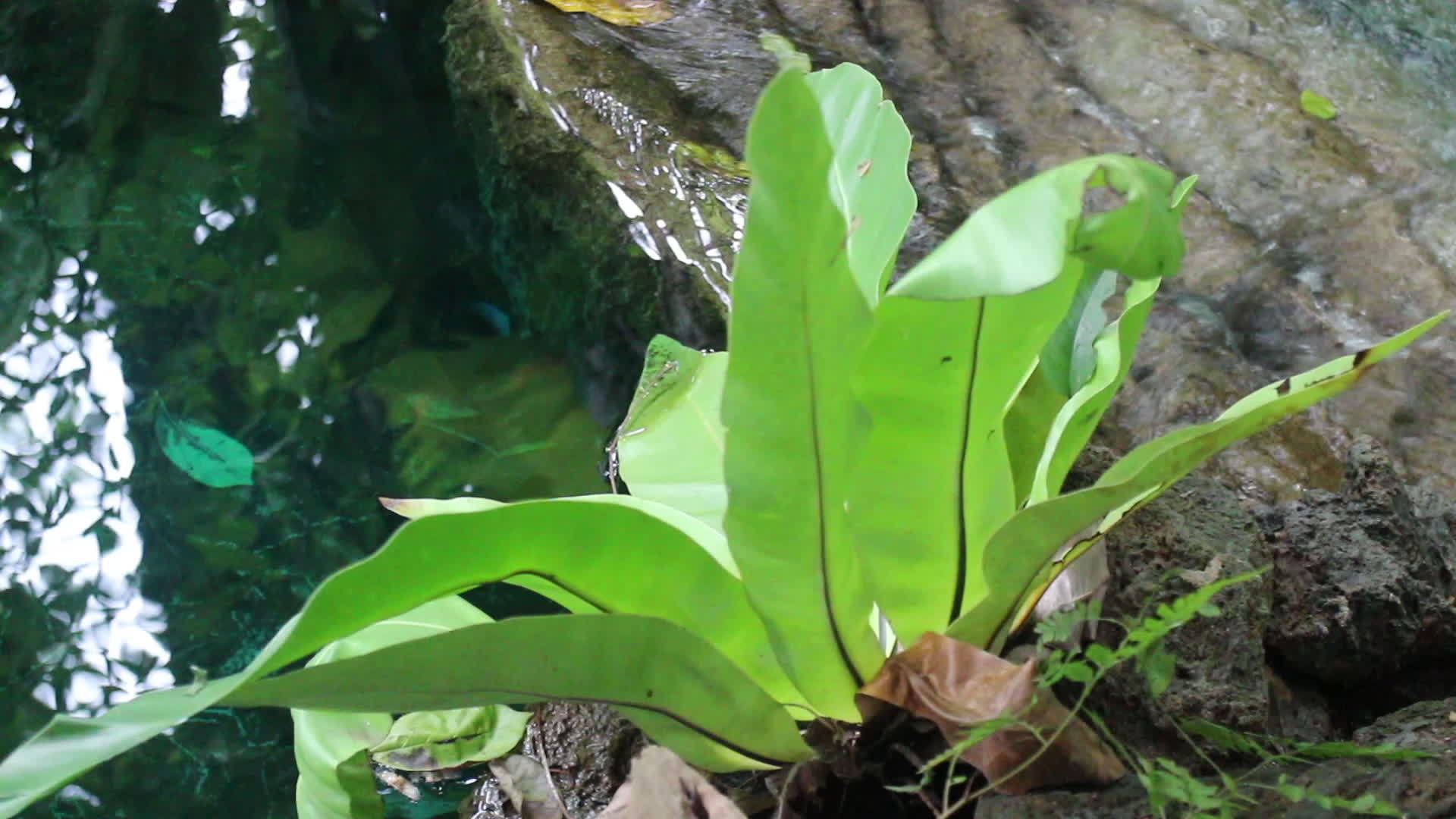 热带热带绿色花园视频的预览图