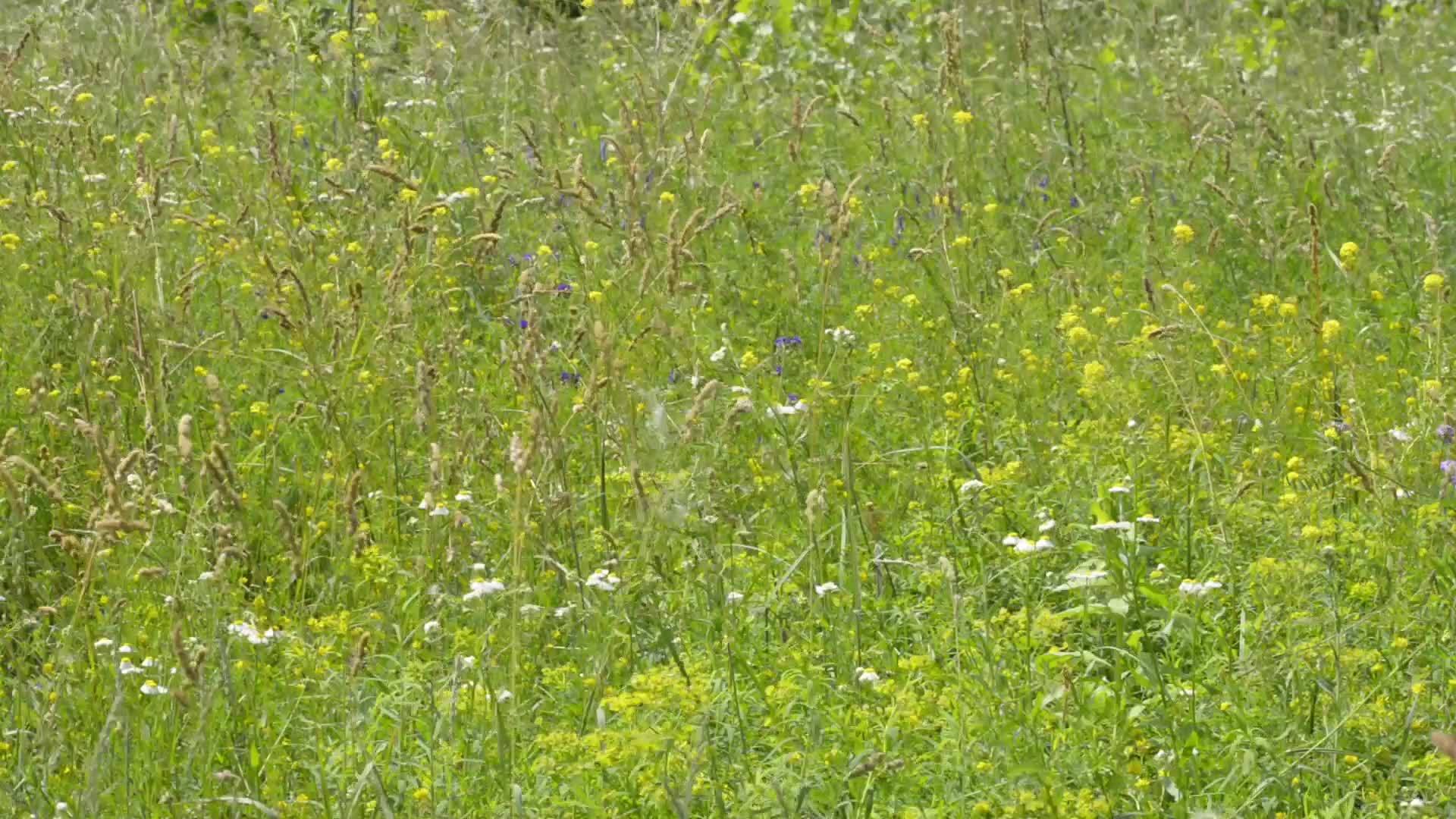 草原上的花朵视频的预览图