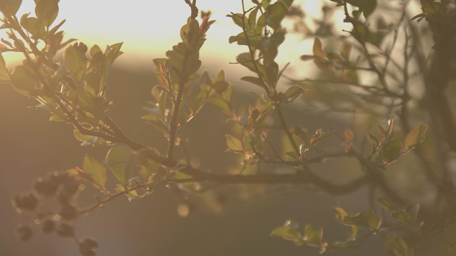 枝叶之间的日落视频的预览图