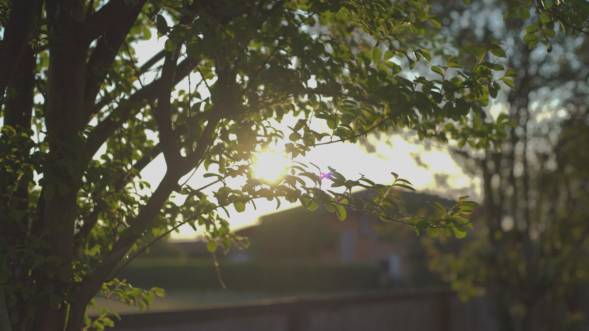 枝叶之间的日落视频的预览图